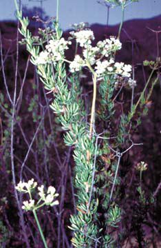 Eriogonum fasciculatum var. fasciculatum in the field.