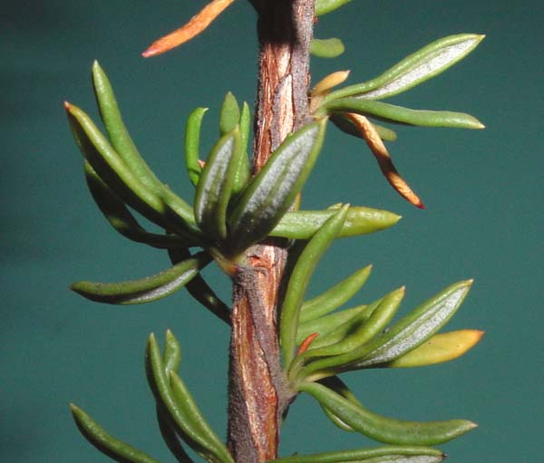 Eriogonum fasciculatum var. fasciculatum close-up