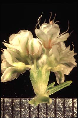 Eriogonum fasciculatum var. fasciculatum Inflorescence close-up