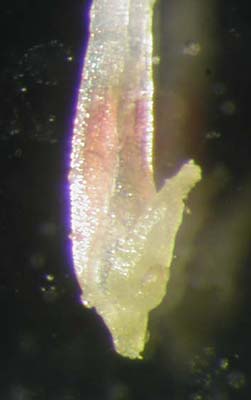 Eriogonum fasciculatum var. fasciculatum Close-up of ovary longitudinal-section