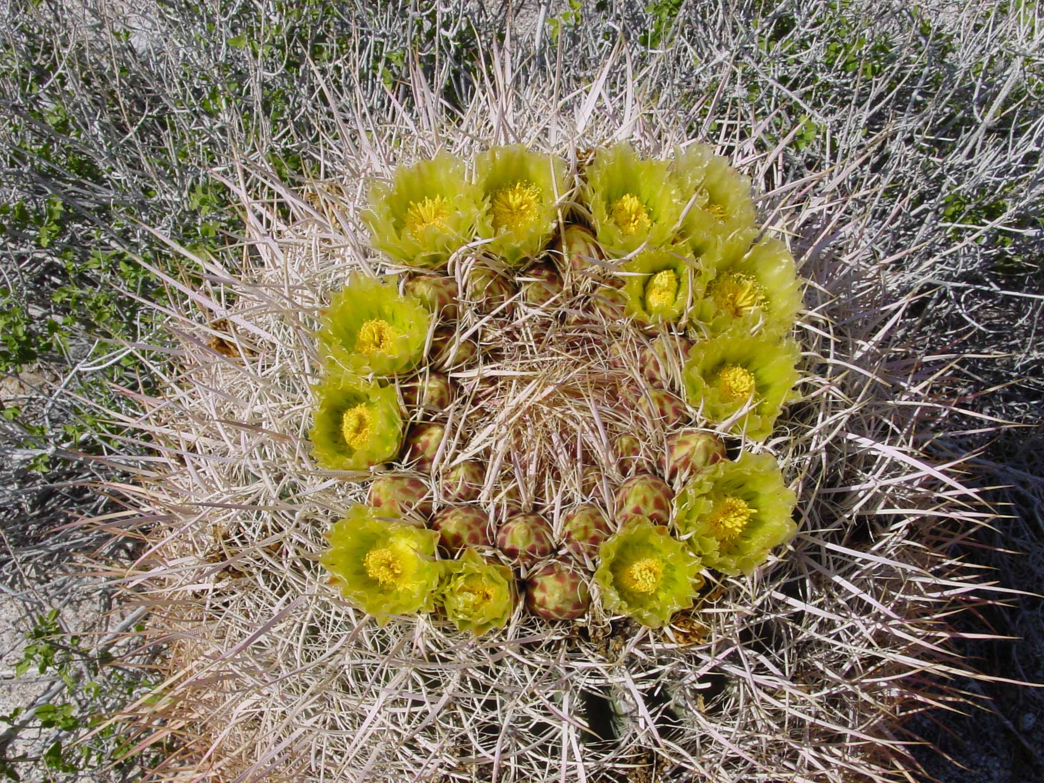 Ferocactus cylindraceus in flower close-up