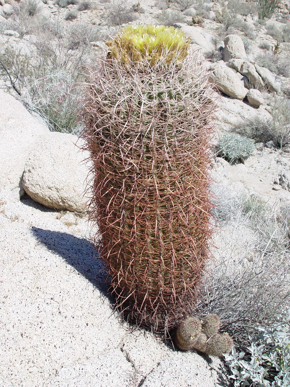 Ferocactus cylindraceus with smaller Mammillaria cacti beneath