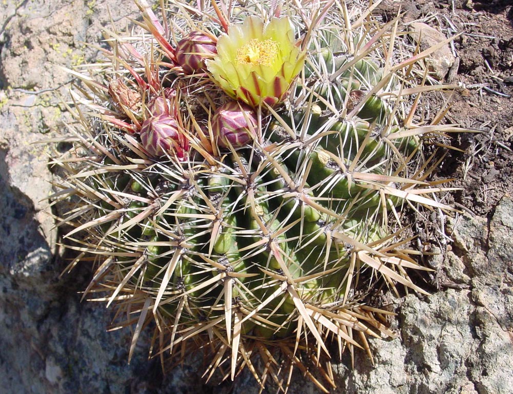 Ferocactus viridescens in bloom