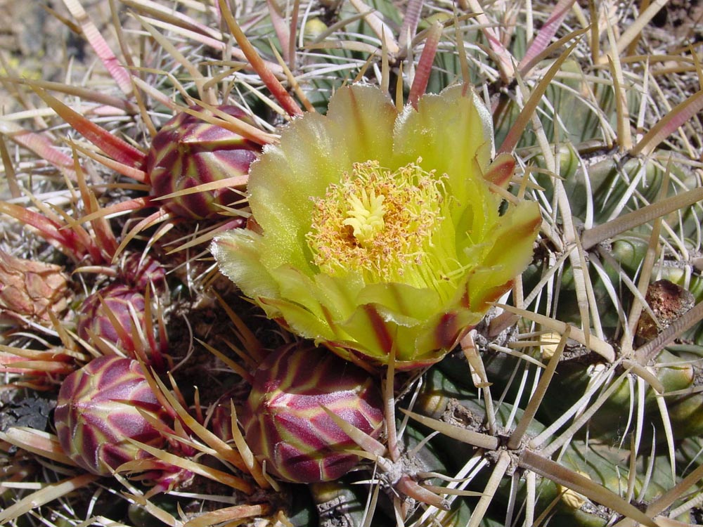 Ferocactus viridescens in bloom close-up