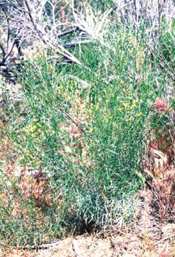 Gutierrezia sarothrae in the field