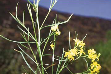 Gutierrezia sarothrae leaves and flowers