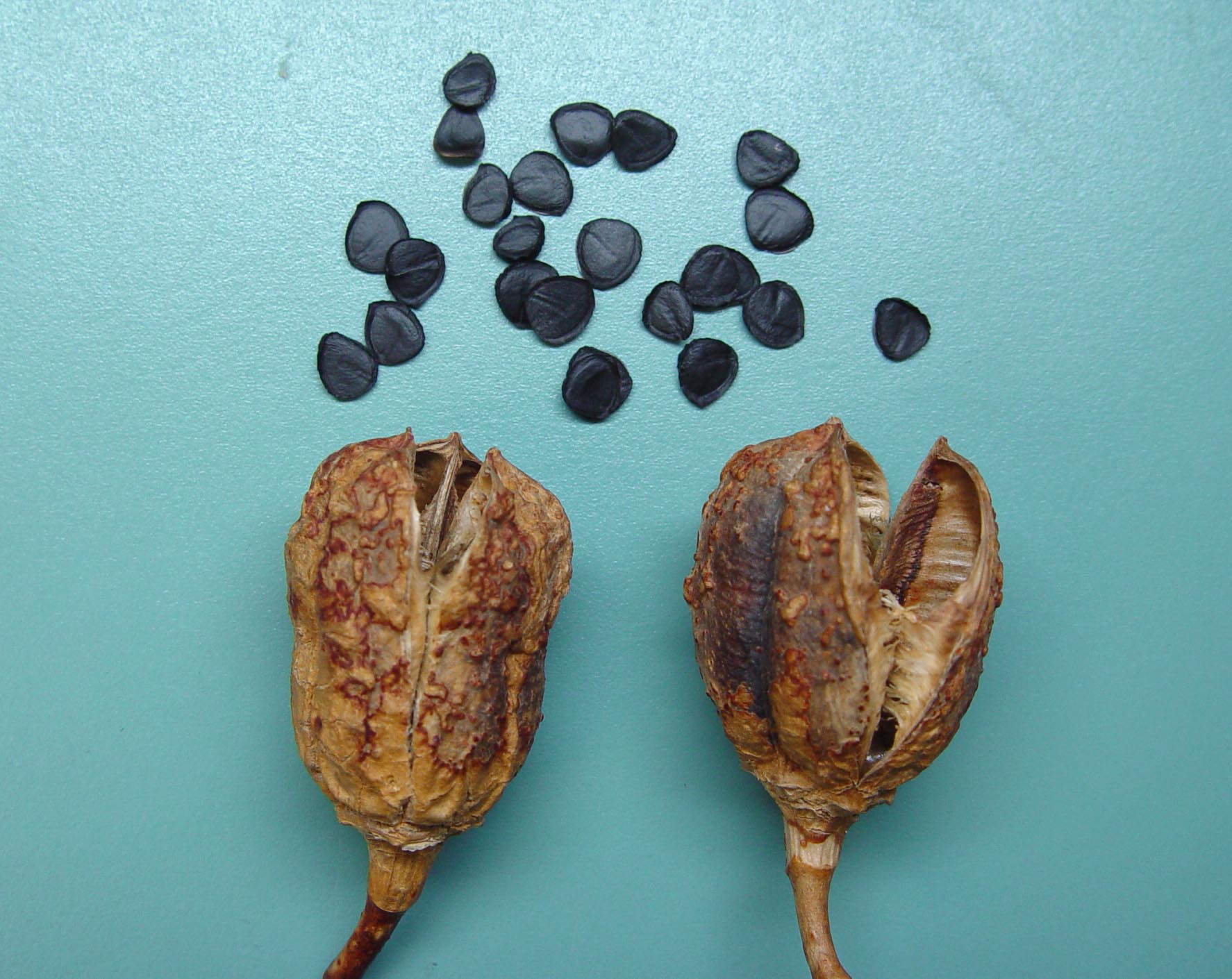 Hesperoyucca whipplei fruits with seeds removed