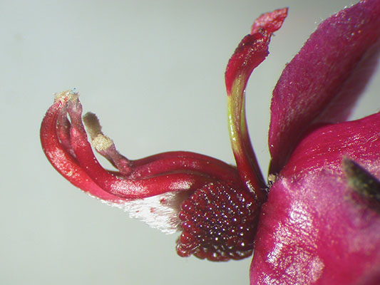 Krameria bicolor flower glands