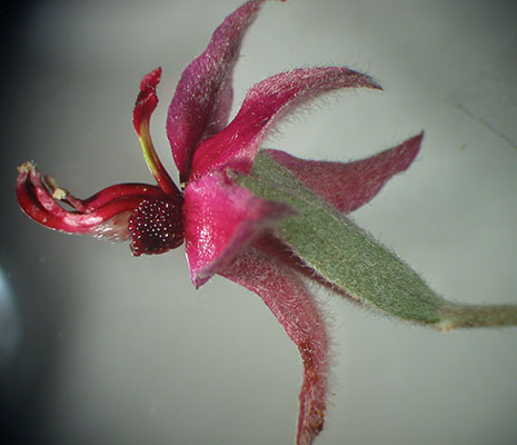 Krameria bicolor flower side view