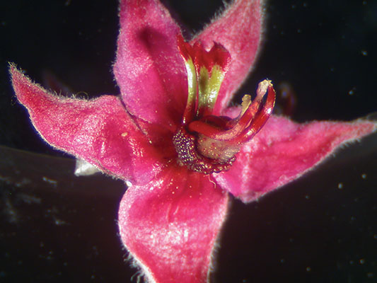 Krameria bicolor flower close-up