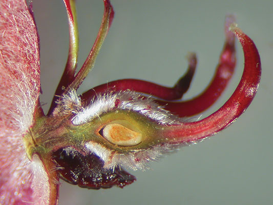 Krameria bicolor ovary section