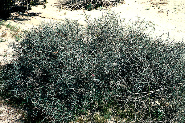 Krameria bicolor habit