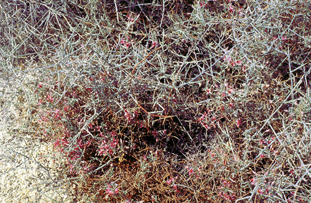 Krameria bicolor shoots