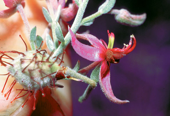 Krameria bicolor flower and fruit