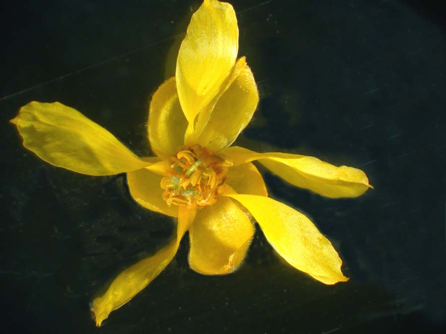 Larrea tridentata flower