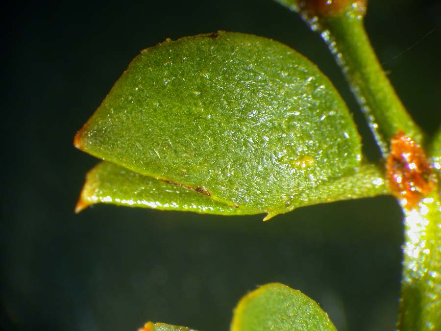 Larrea tridentata leaf