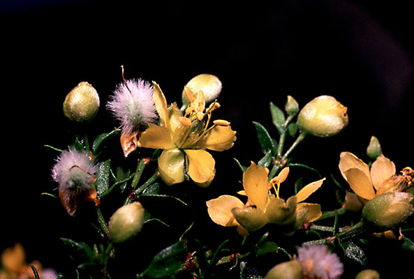 Larrea tridentata flowers