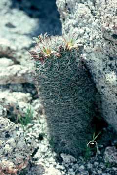 Mammillaria dioica habit