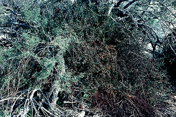 Phoradendron californicum habit