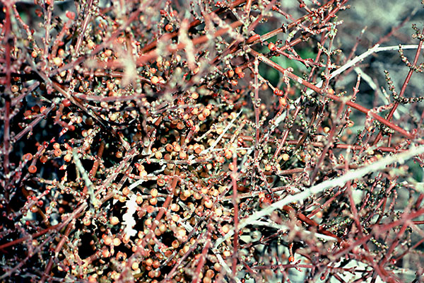 Phoradendron californicum close-up