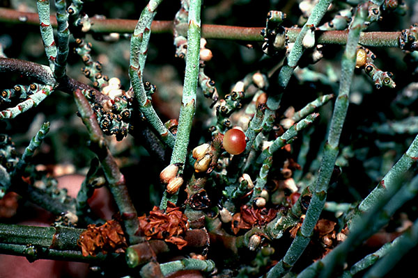 Phoradendron californicum fruits