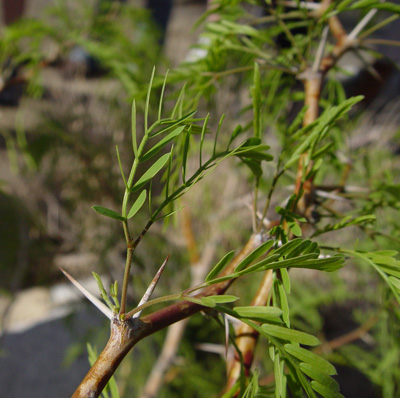 Prosopis glandulosa leaves