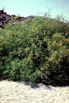 Prosopis glandulosa habit