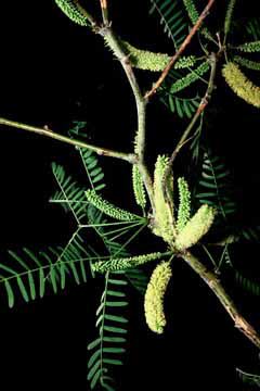 Prosopis glandulosa var. torreyana inflorescences