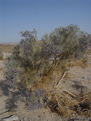 Psorothamnus spinosus flowering