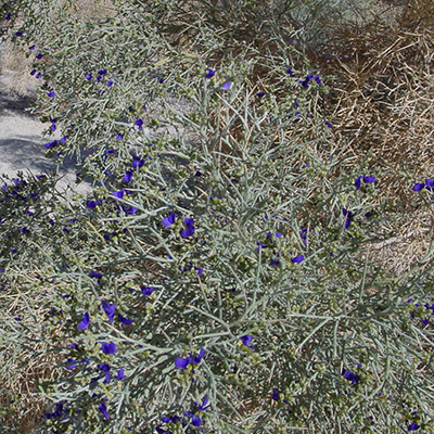 Psorothamnus spinosus flowering2