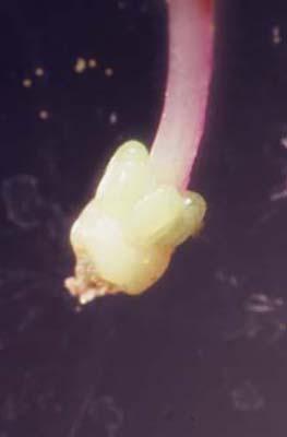 Salvia mellifera ovary close-up