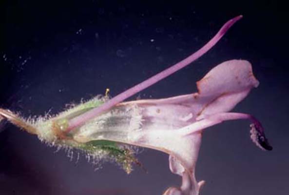 Salvia mellifera flower cross-section