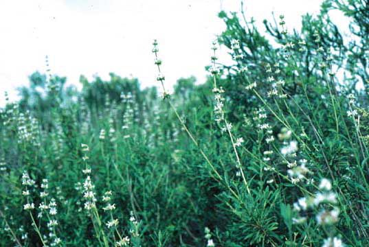 Salvia mellifera in the field 2