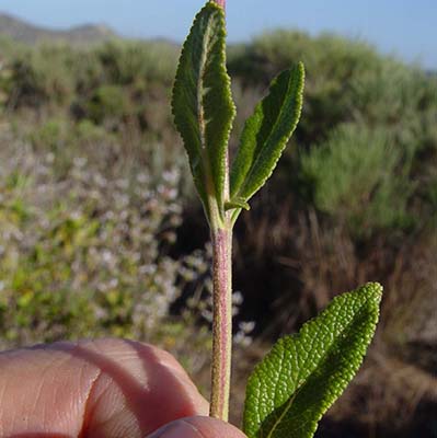 Salvia mellifera leaf close-up