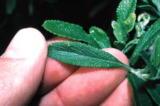 Salvia mellifera leaf close-up 2