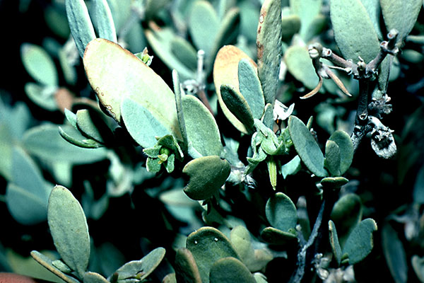 Simmondsia chinensis female flowers