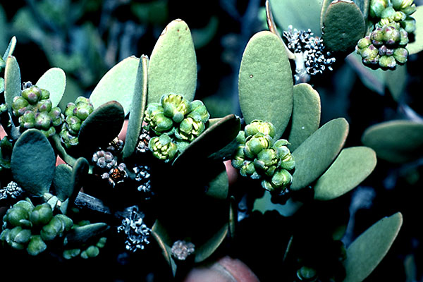 Simmondsia chinensis leaves