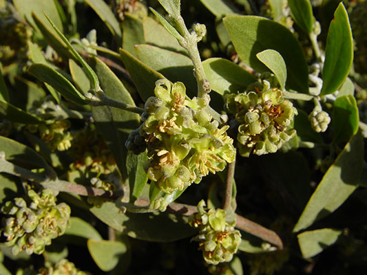 Simmondsia chinensis male flowers