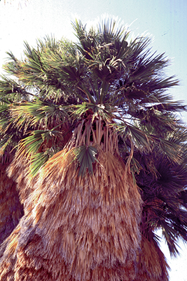 Washingtonia filifera tree apex