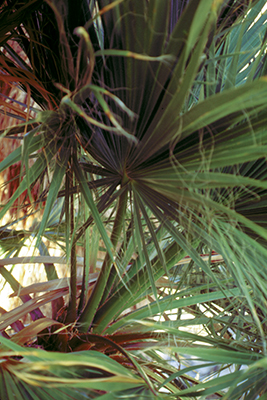 Washingtonia filifera leaves
