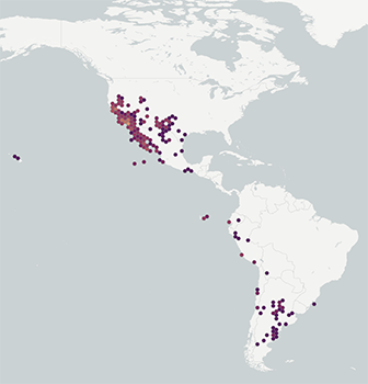 Cressa truxillensis GBIF distribution map