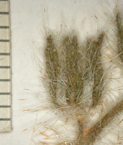 Herbarium specimen close-up2: SDSU 5441