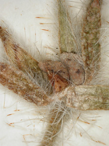 Herbarium specimen close-up1: SDSU 5441