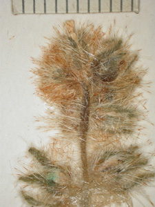 Herbarium specimen close-up3: SDSU 5441