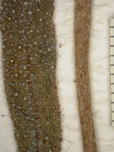 Herbarium specimen close-up4: SDSU 5441