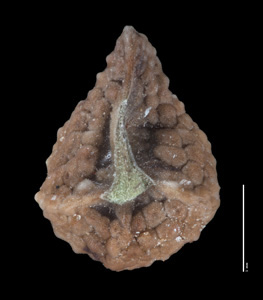 Nutlet ventral view: RSA 709039