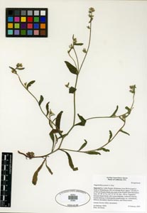 Herbarium specimen: SDSU 20384