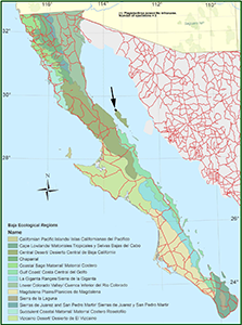 Distribution map Baja California: Plagiobothrys jonesii