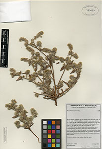 Herbarium specimen: RSA 709039