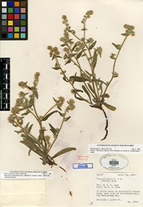 Herbarium specimen: SDSU05441